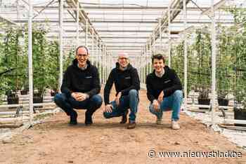 Hoe Limburgse software kwekers helpt bij de veredeling van gewassen