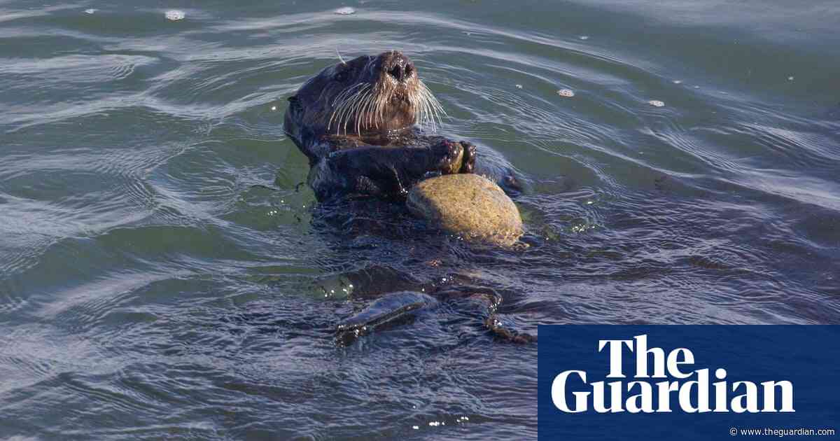 Sea otters use tools to open hard-shelled prey, saving their teeth, research reveals