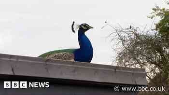 Rooftop peacock leaves residents sleep deprived