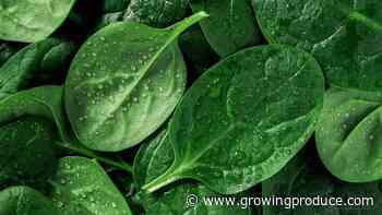 Working To Protect Spinach Against New Strain of Downy Mildew