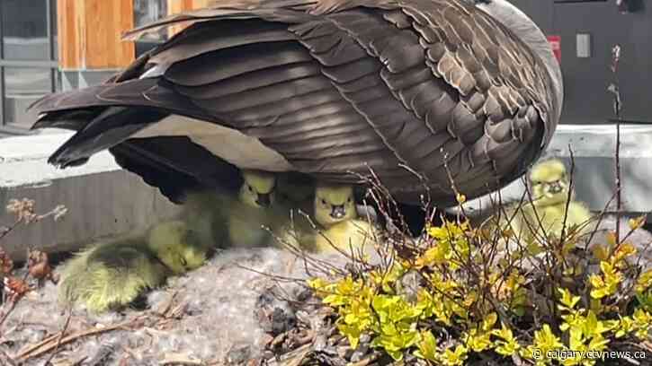 Goose roosting in planter outside Calgary clinic now has goslings
