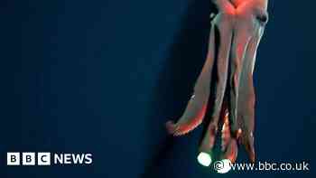 Pacific squid flashes its huge attack 'headlights'