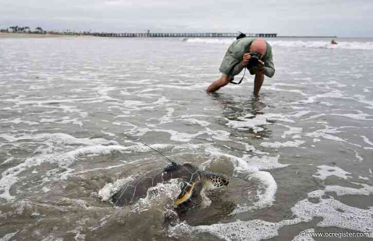 Green sea turtle rehabbed by Aquarium of the Pacific released into the wild