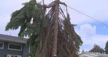 Trees trimmed near power lines in Okanagan raising safety concerns