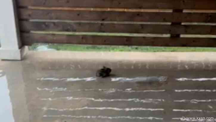 Baby rabbit saved from pool by local fireman during downpour