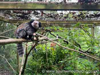 Monkey World: Famous monkey rehomed at Dorset centre