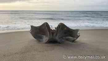 Giant skull from 40-ton creature is discovered on North Carolina beach... do YOU know what it is?