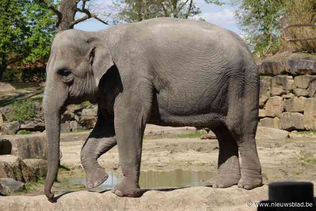 Ze was de eerste olifant ooit die in België geboren werd, maar lang niet de laatste: Kai-Mook blaast 15 kaarsjes uit
