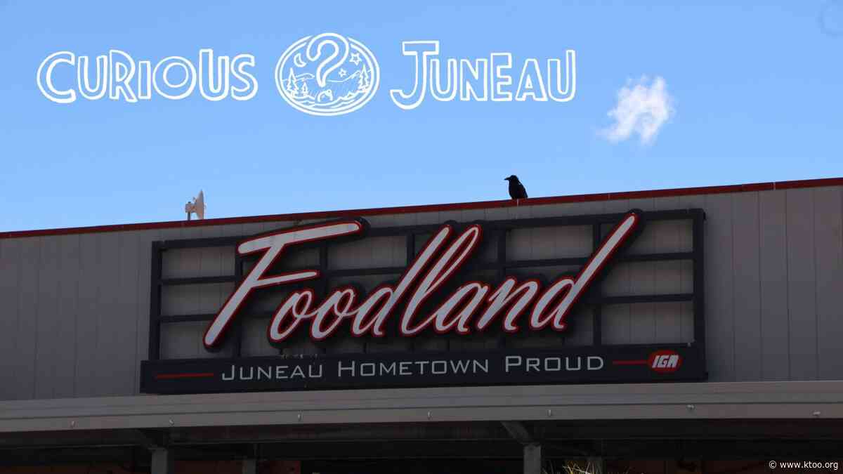 Where do the Foodland ravens roost?