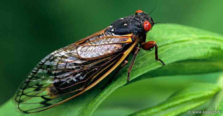 Cicadas: When are they the loudest?