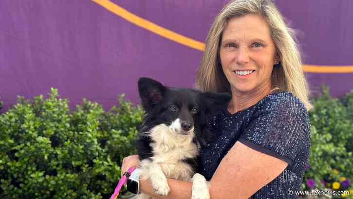 A 'border pap' becomes first mixed-breed dog to win Westminster dog show agility competition