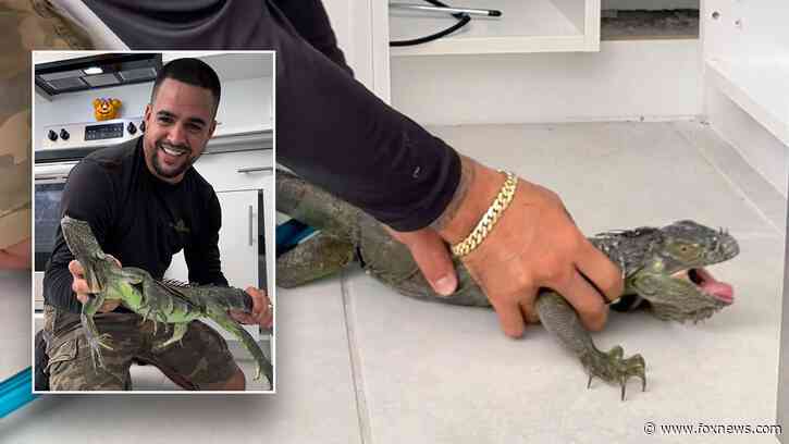 Iguana removed from Miami kitchen cabinet after 'dashing right into the house'