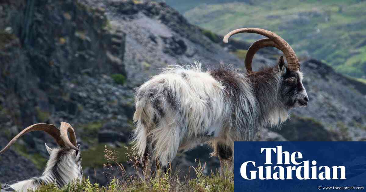 Country diary: These formidable feral goats belong in these hills | Jim Perrin