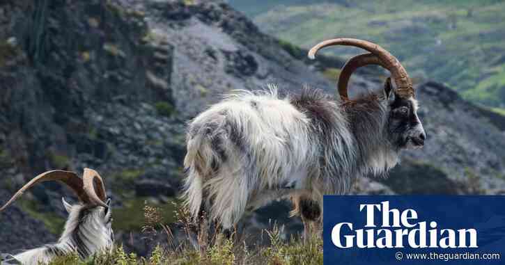 Country diary: These formidable feral goats belong in these hills | Jim Perrin