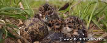 Extra geld voor bescherming weidevogelkuikens in Noord-Brabant
