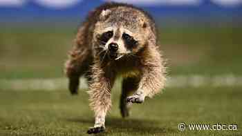 #TheMoment a raccoon interrupted an MLS game