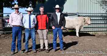 Strong Queensland support at Rosedale Charolais' 35th annual sale