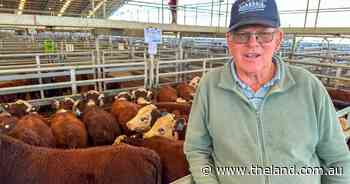 Rain boosts buyer confidence and prices at the Forbes store cattle sale.