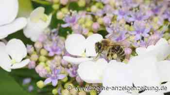 Bienenfreundliche Hortensien? Nur wenige Arten bieten echte Blüten