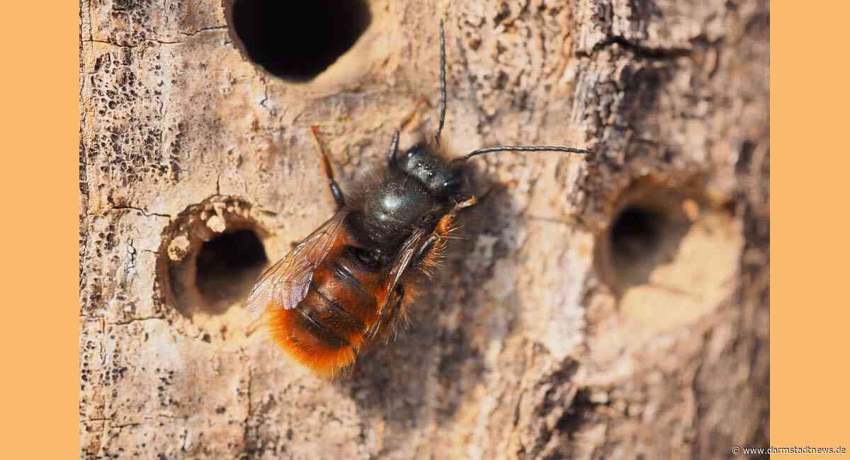 Weltbienentag: „Insektenhotels allein wirken dem Artenschwund nicht entgegen“ -Hessische Gartenakademie erklärt, worauf es ankommt