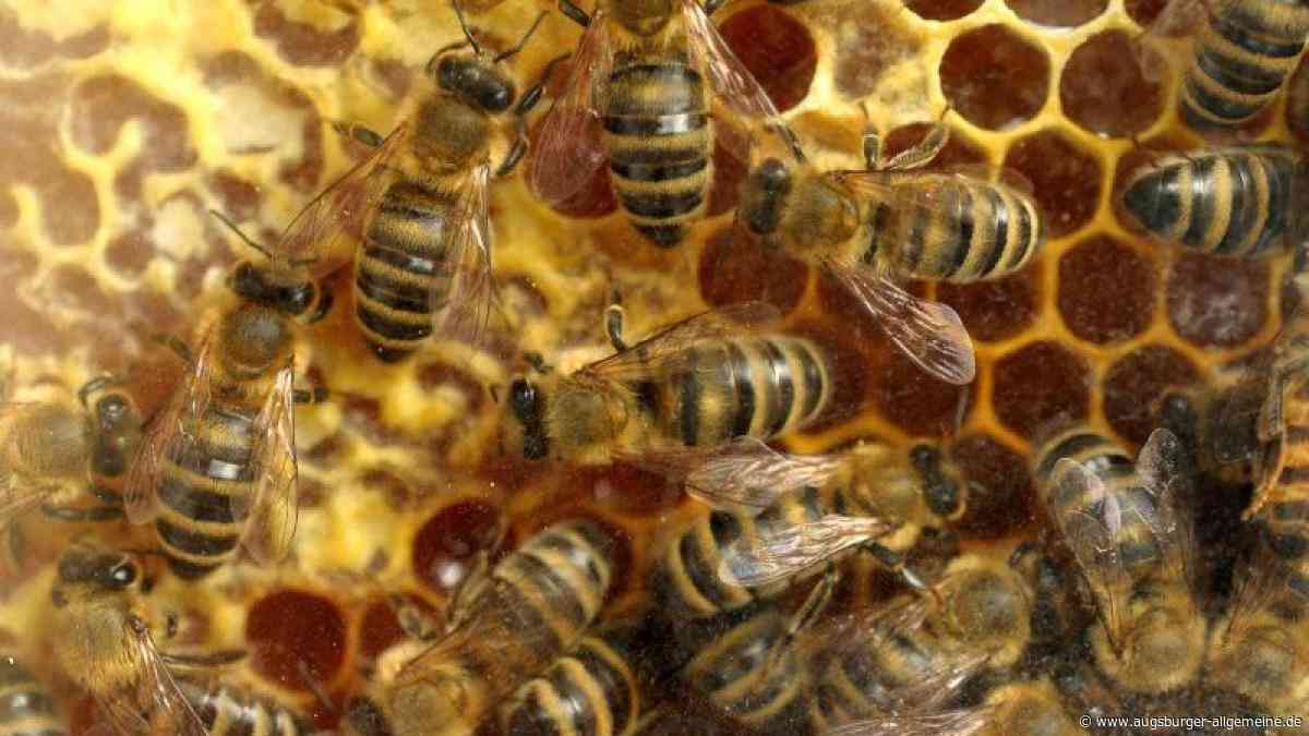 Zeugenaufruf: Bienenstöcke werden bei Kaufering umgeworfen