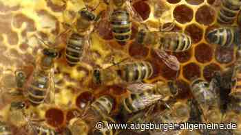 Zeugenaufruf: Bienenstöcke werden bei Kaufering umgeworfen