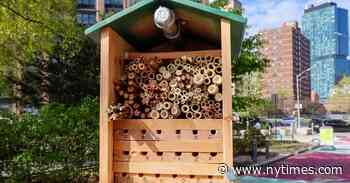 What’s That Buzz? It’s Probably a Bee Hotel.