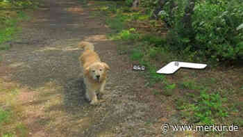 Hund folgt Fotograf von Online-Kartendienst: Jetzt ist der Golden Retriever auf über 1000 Fotos zu sehen