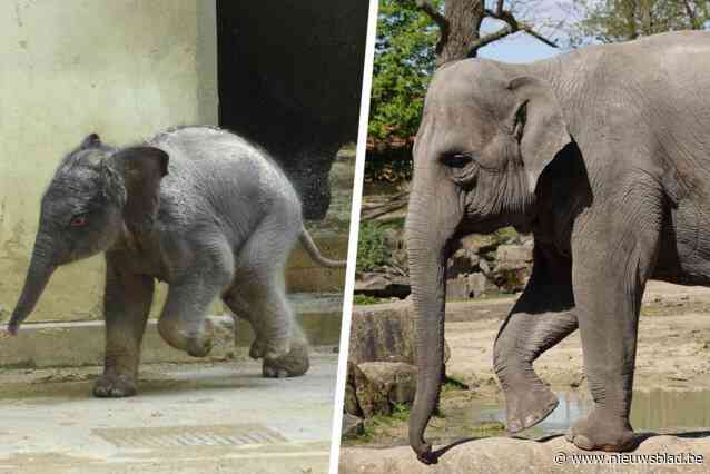 Intussen is ze zelf mama en willen ze haar zo snel mogelijk opnieuw zwanger zien: iconische olifant Kai-Mook wordt 15 jaar
