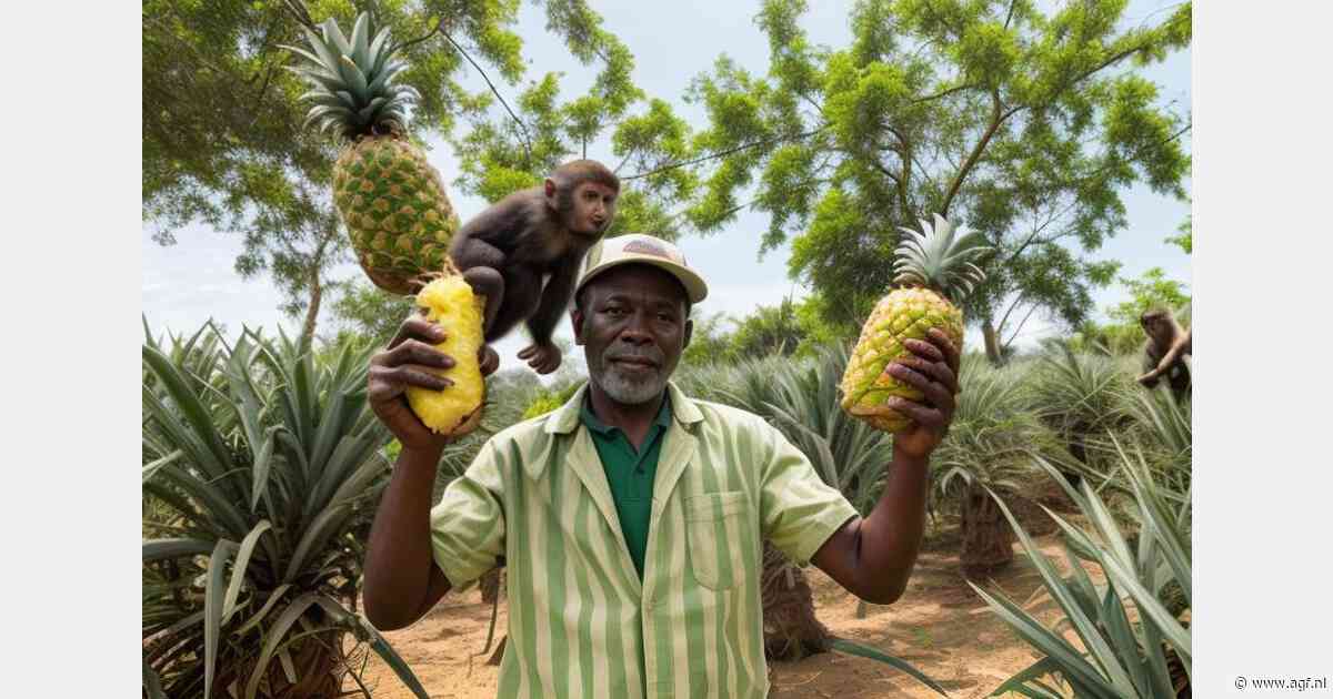 Apen bedreigen ananasteeltbedrijf