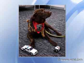 Durham Police Department's new therapy dog Siren begins her first day on the job Friday