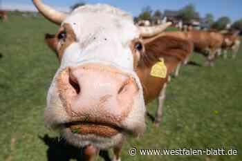 Stemweder Bauer feiert Happy End – entlaufene Rinder sind wieder da