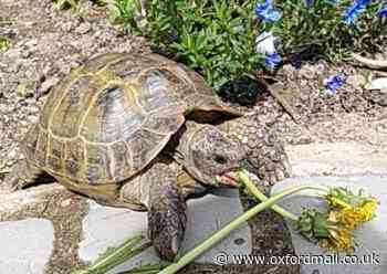Lost pet tortoise in Witney sent home to wrong family