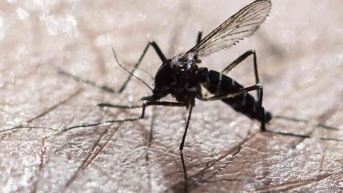 Hamburg sucht Mückenjäger – und warnt vor gefährlicher Art