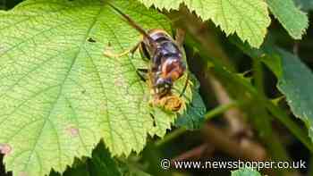 Warning as deadly Asian hornets spotted 3 times in past week