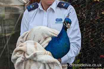 Peacock who fell off roof into County Durham garden after being spooked is rescued by RSPCA