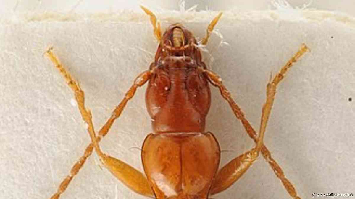 Brown Beetles must be called Hitler: Zoological experts refuse request to change the name of bug named after Adolf in 1937