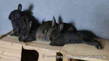 Tierheim Peine: Kaninchenmama sorgt für Überraschung