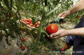 "Il y a une distorsion de concurrence": des agriculteurs se mobilisent contre l'importation de tomates marocaines