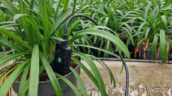 Wie KI und Sensoren beim Pflanzenbau am Niederrhein helfen