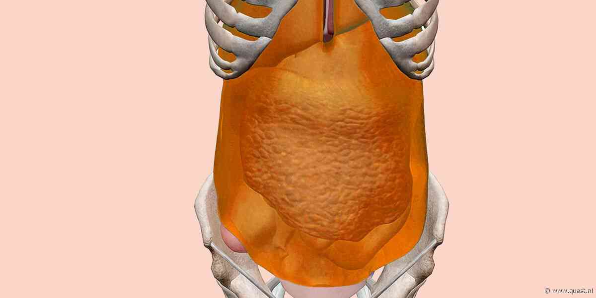 Buikvlies: de glibberige organizer die je organen op z'n plek zet