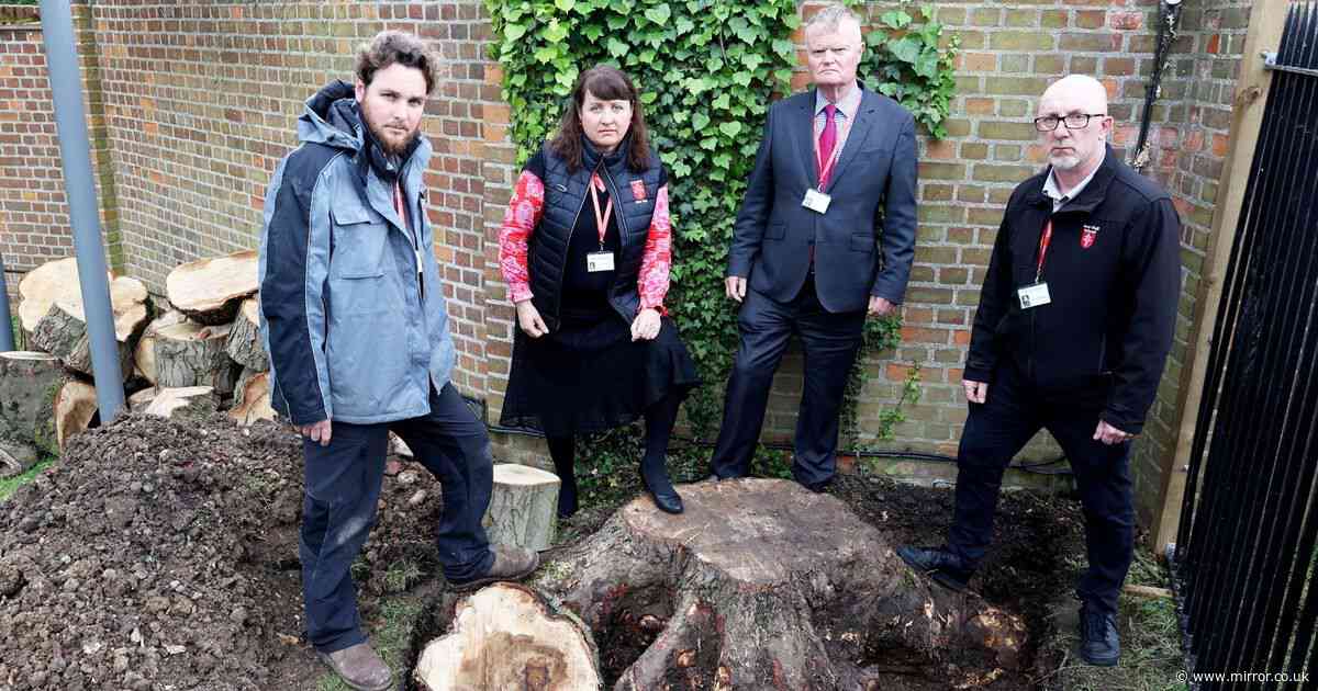 Thieves hack down huge 'landmark' tree in dead of night leaving children 'devastated'