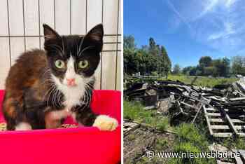 Poezenopvang treft meer dan 30 zieke zwerfkatten aan in een tuin: “Er is een kitten in mijn hand gestorven”