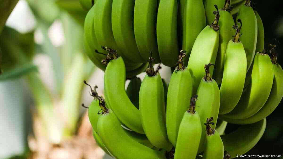 Zeugen gesucht: Diebstahl von Bananenstaude im Kulturpark Schömberg