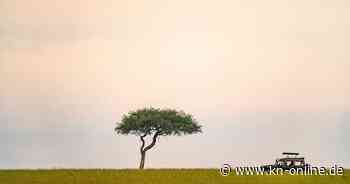 Kenia: Jeder Tourist muss bald einen Baum pflanzen