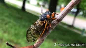 Missouri cicadas are about to emerge en masse. The state's top expert answers your most-asked questions