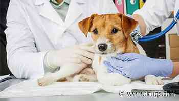 Leptospirosis: What Every Dog Owner Should Know
