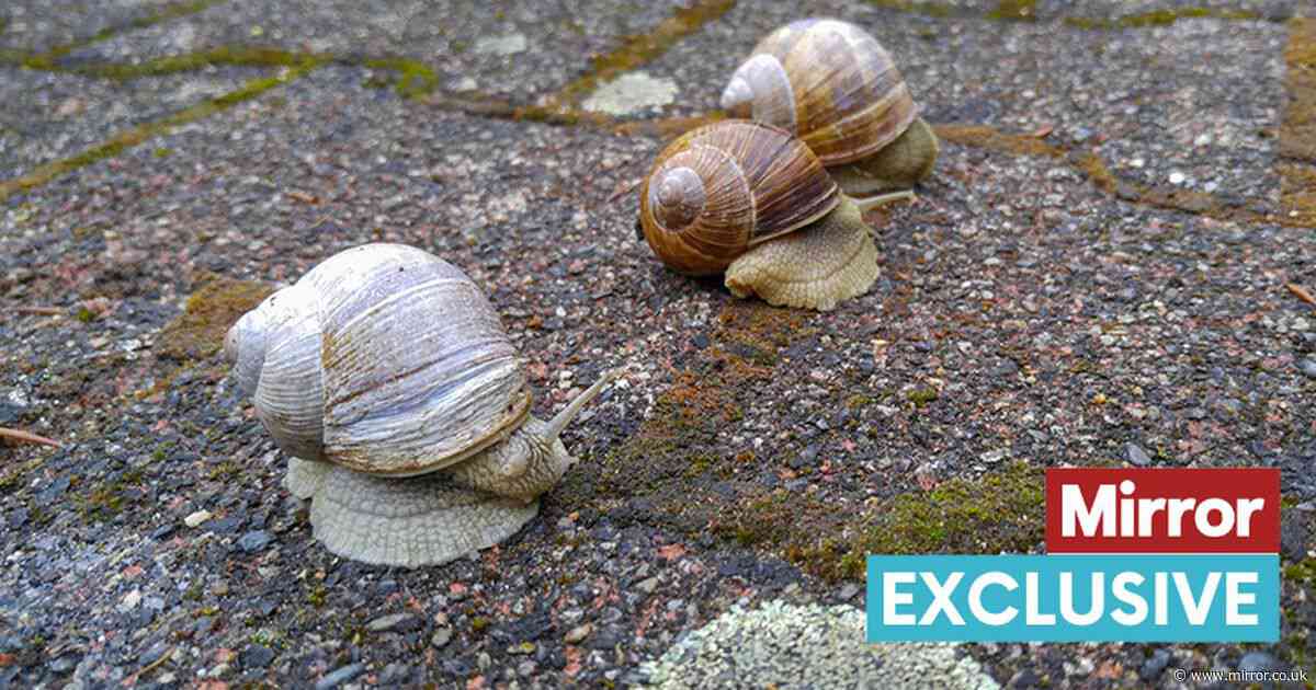 Woman collects snails from her garden and puts them on her face in strange 'skincare hack'