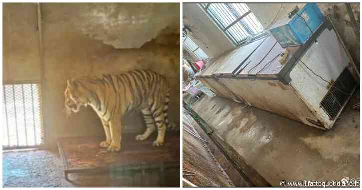 “Non è un parco, è una prigione”. Animali tenuti in condizioni disumane, scoppia la protesta sui social contro lo zoo