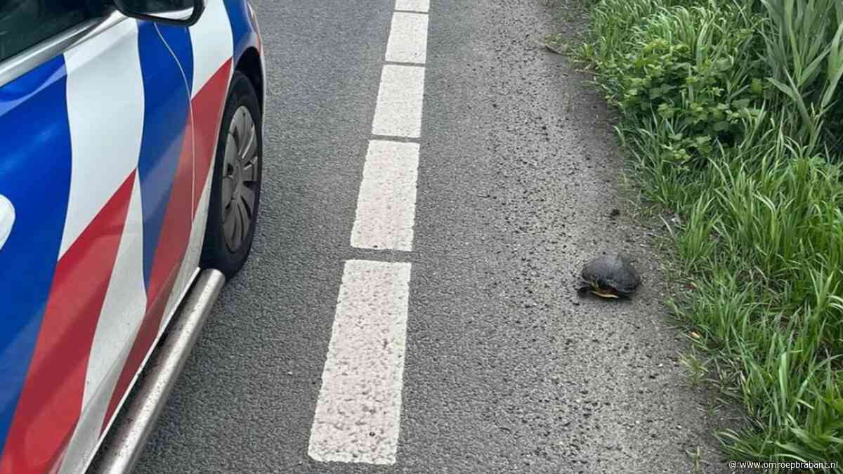 Schildpad op snelweg: langzaam maar zeker in de problemen